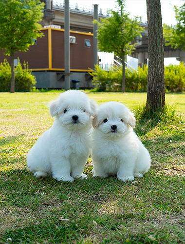 쌀&보리 (Ssal&Bori)