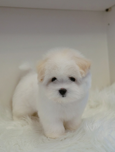 테디(Teddy)