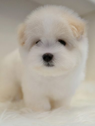 테디(Teddy)