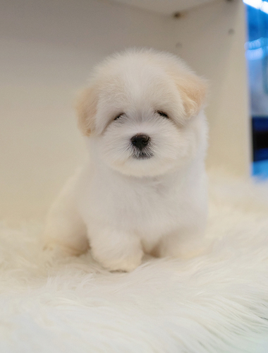 테디(Teddy)