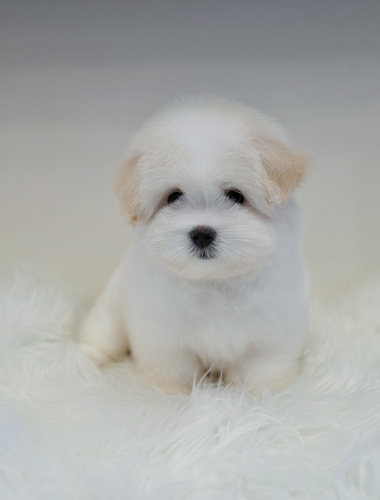 테디(Teddy)