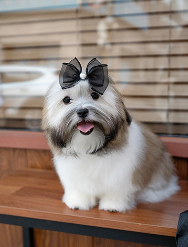 치키 (Chiki)