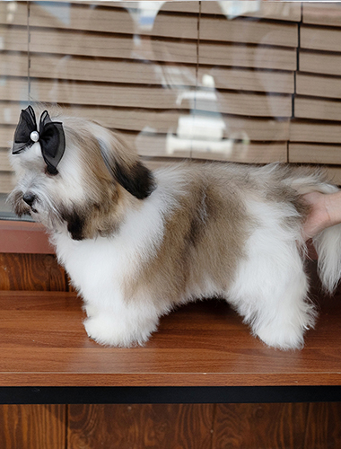 치키 (Chiki)