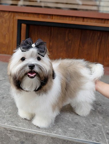 치키 (Chiki)