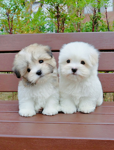 올리버&티거 (Oliver&Teager)