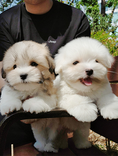 올리버&티거 (Oliver&Teager)