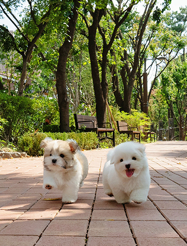 올리버&티거 (Oliver&Teager)