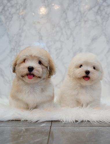 망고 & 탱고 (Mango &Tango)