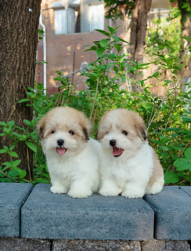 루비 & 루아 (Ruby & Rua)