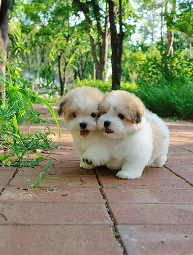 루비 & 루아 (Ruby & Rua)