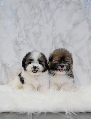 롤리 & 폴리 (Roly & Poly)