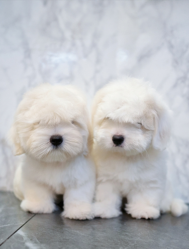 하나 & 두나 (Hana & Duna)