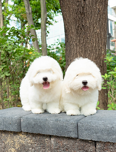 하나 & 두나 (Hana & Duna)