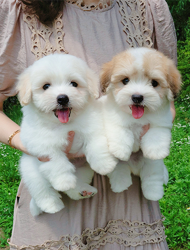 푸딩 & 달링 (Pudding & Darling)