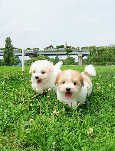푸딩 & 달링 (Pudding & Darling)