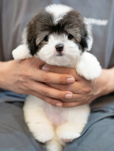 콩순이 (Kongsuni)