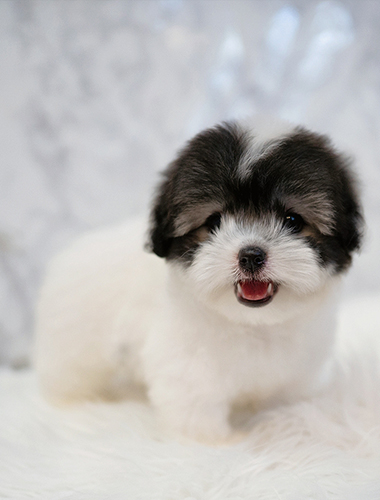 콩순이 (Kongsuni)