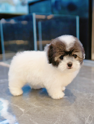 콩순이 (Kongsuni)