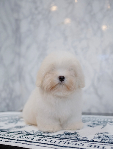 찹쌀이 (Chapsali)