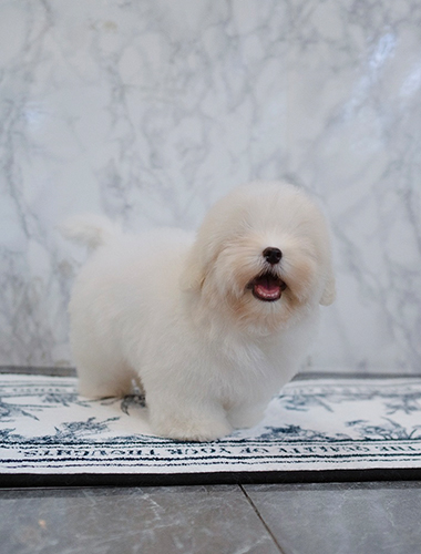 찹쌀이 (Chapsali)