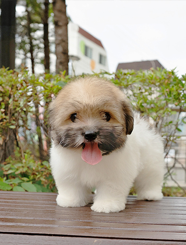 크로와상 (Croissant)