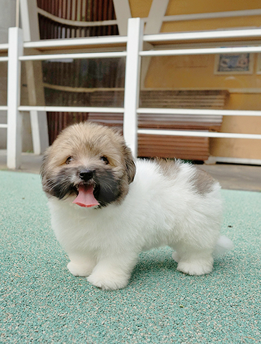 크로와상 (Croissant)