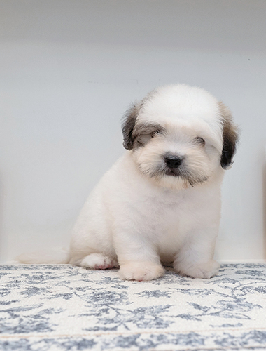 짜장이 (Jjajang-i)