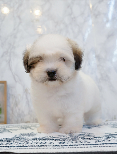 짜장이 (Jjajang-i)