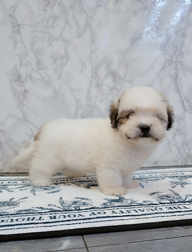 짜장이 (Jjajang-i)