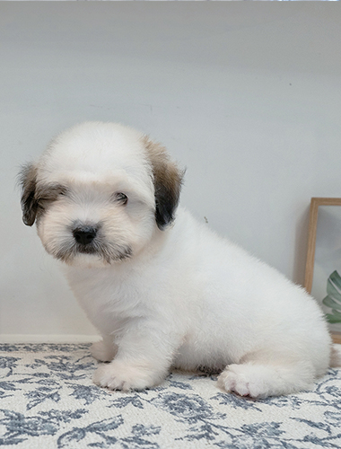 짜장이 (Jjajang-i)