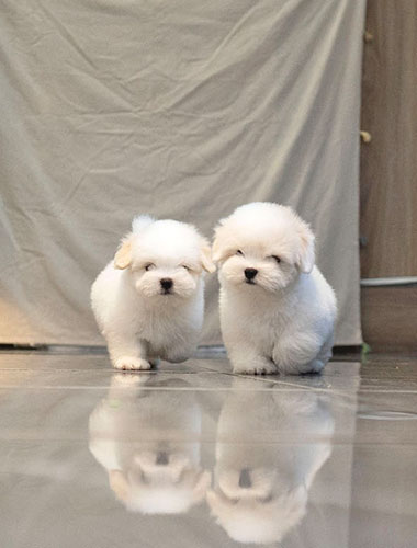 테오 & 루카 (Theo & Luca)