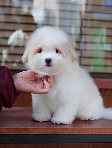 콩이（Kong－i）