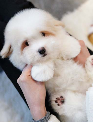 콩이（Kong－i）