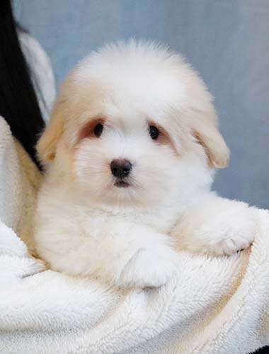 콩이（Kong－i）