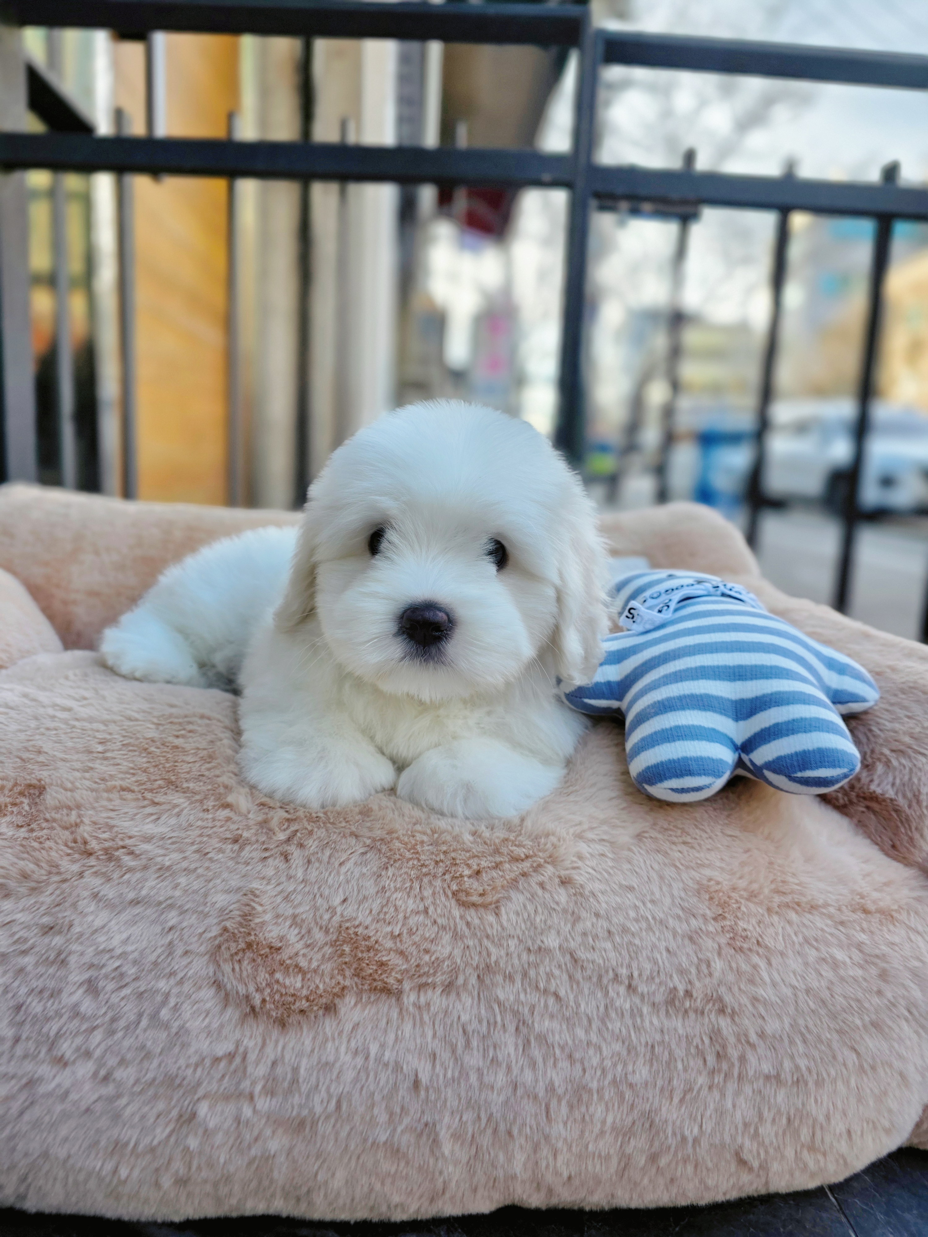 눈꽃 (snow flower)