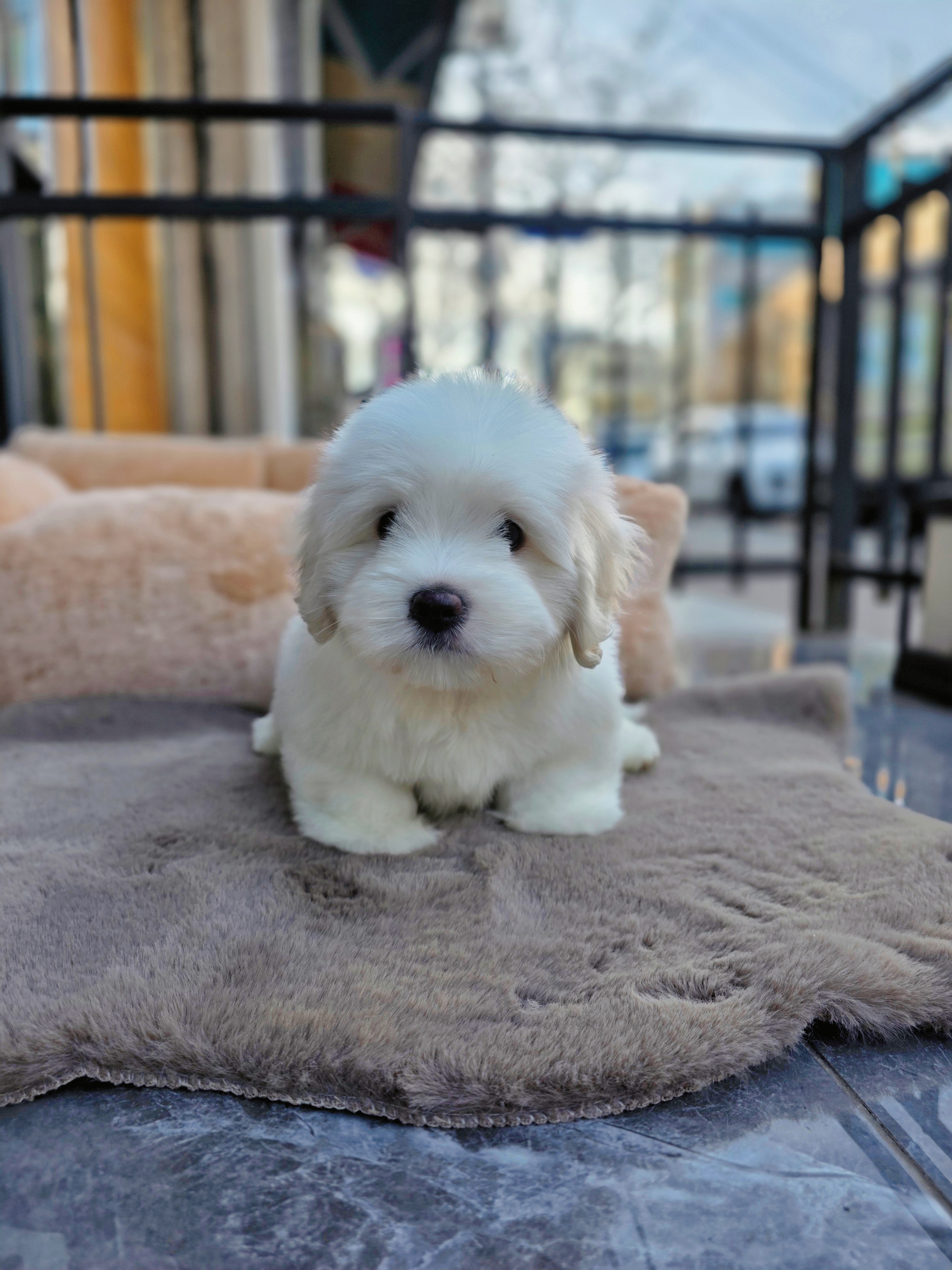 눈꽃 (snow flower)