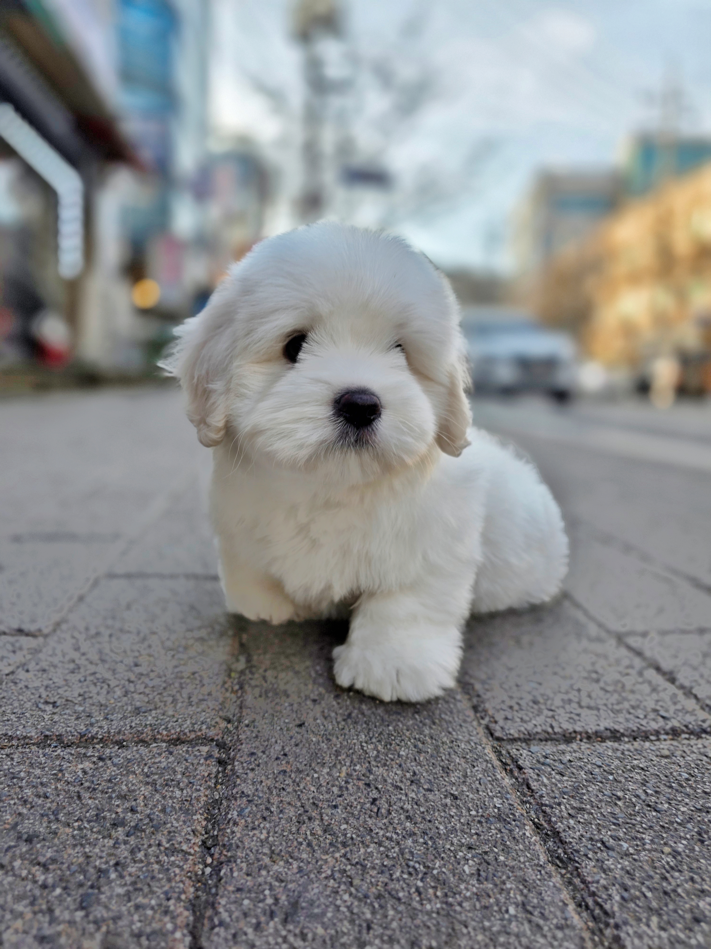 눈꽃 (snow flower)