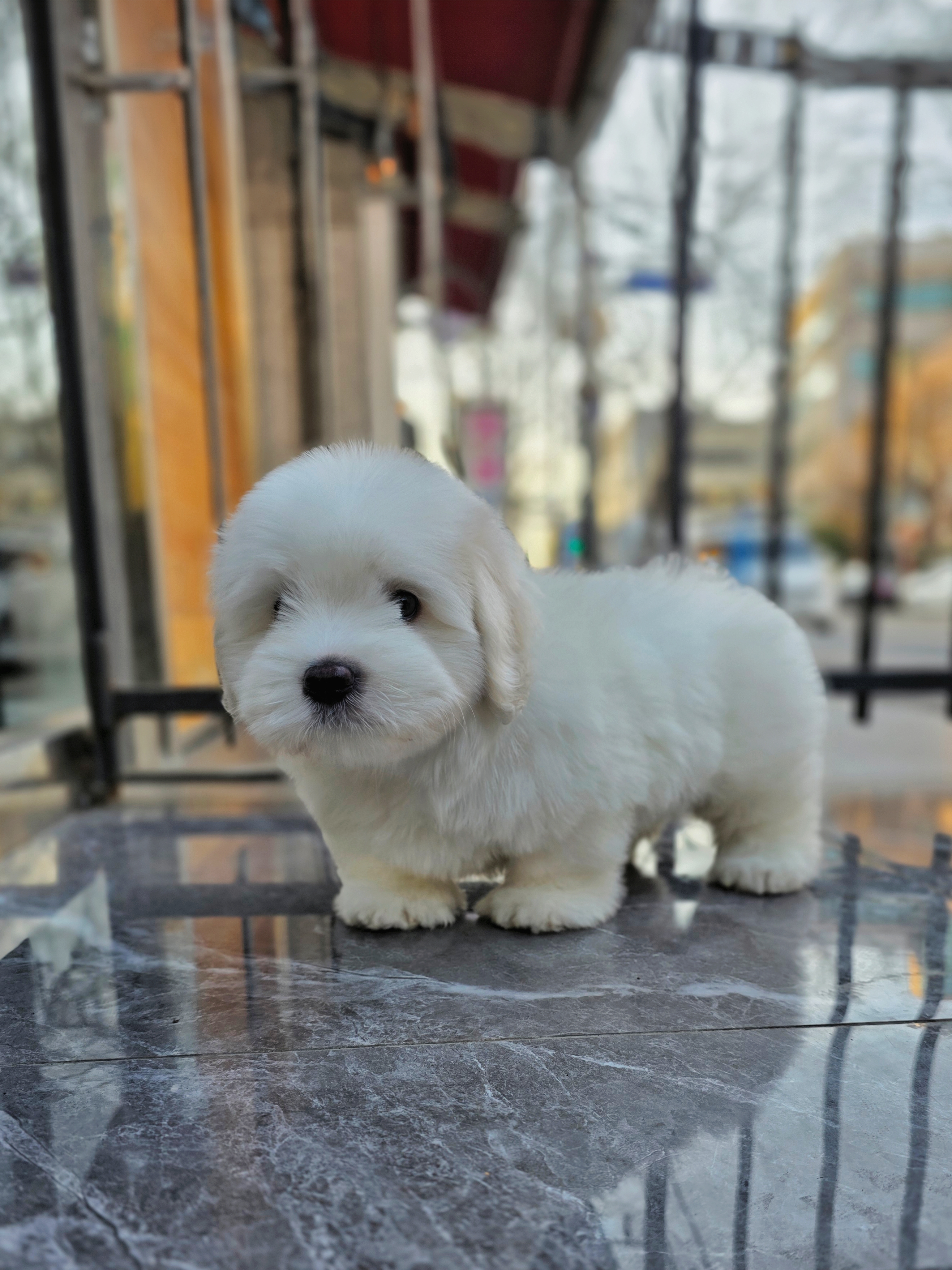 눈꽃 (snow flower)