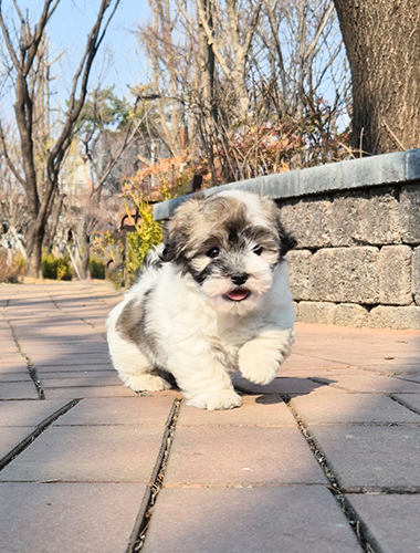미로 (Milo)