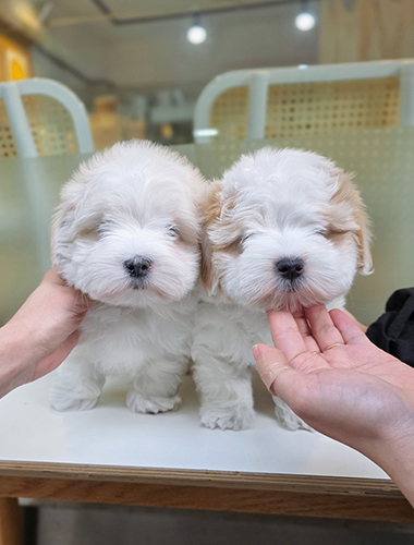 라라&나나 (Lala & Nana)