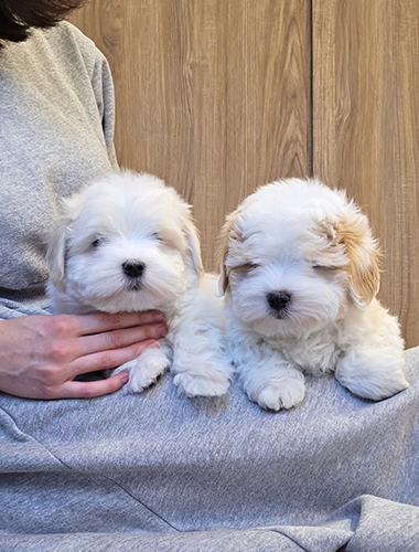 라라&나나 (Lala & Nana)