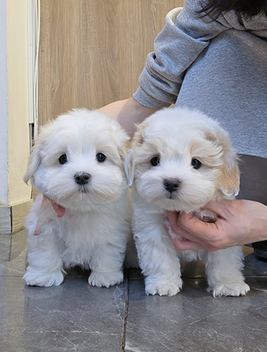 라라&나나 (Lala & Nana)