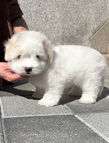 두아(Dua)