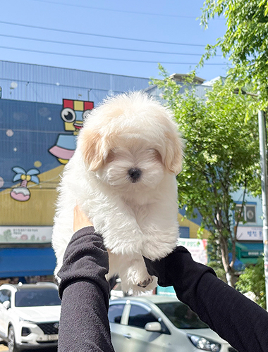 러브(Love)