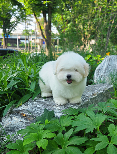 호두 (Hodu)