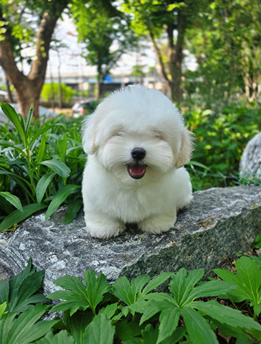 호두 (Hodu)