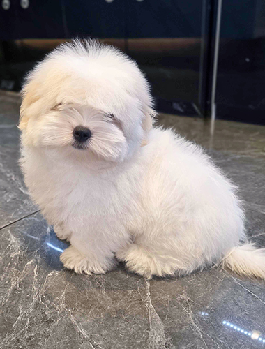 우유 (Milk)