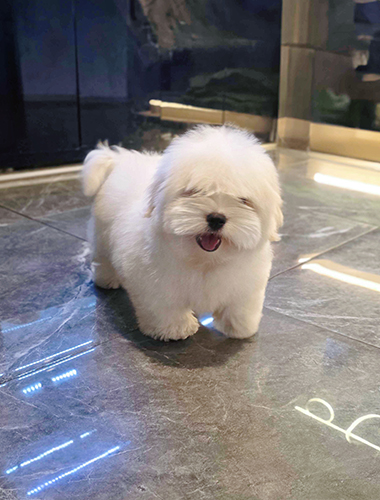 우유 (Milk)
