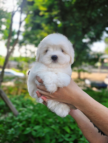 우리 (Woori)