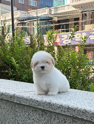 두두 (Dudu)